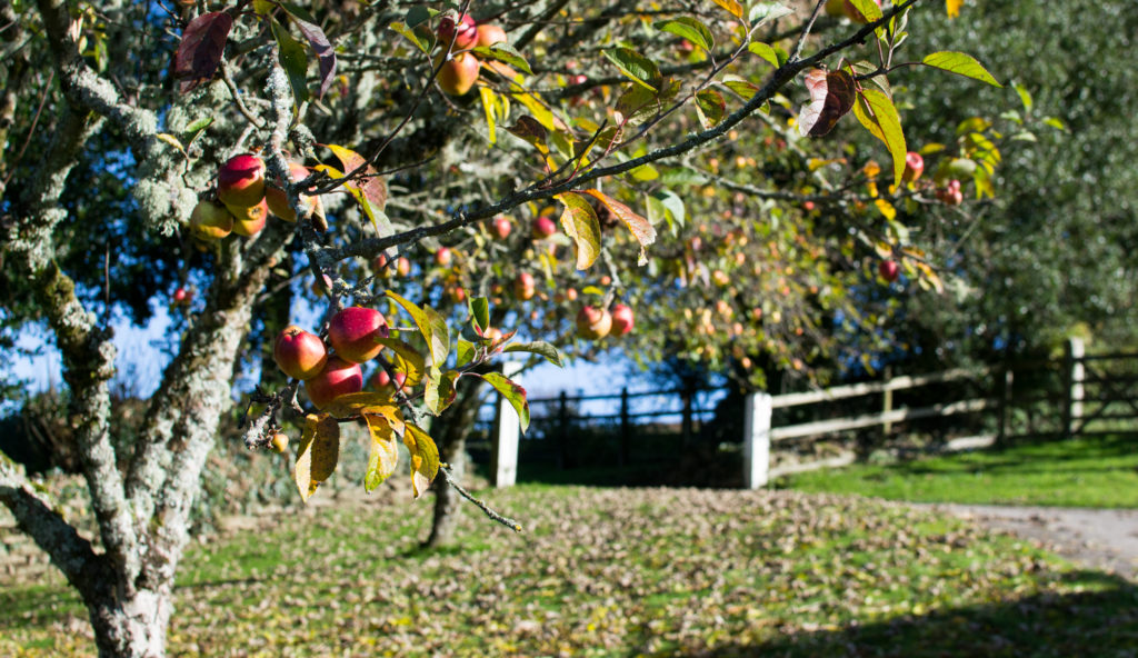 Lower Elsford Farm