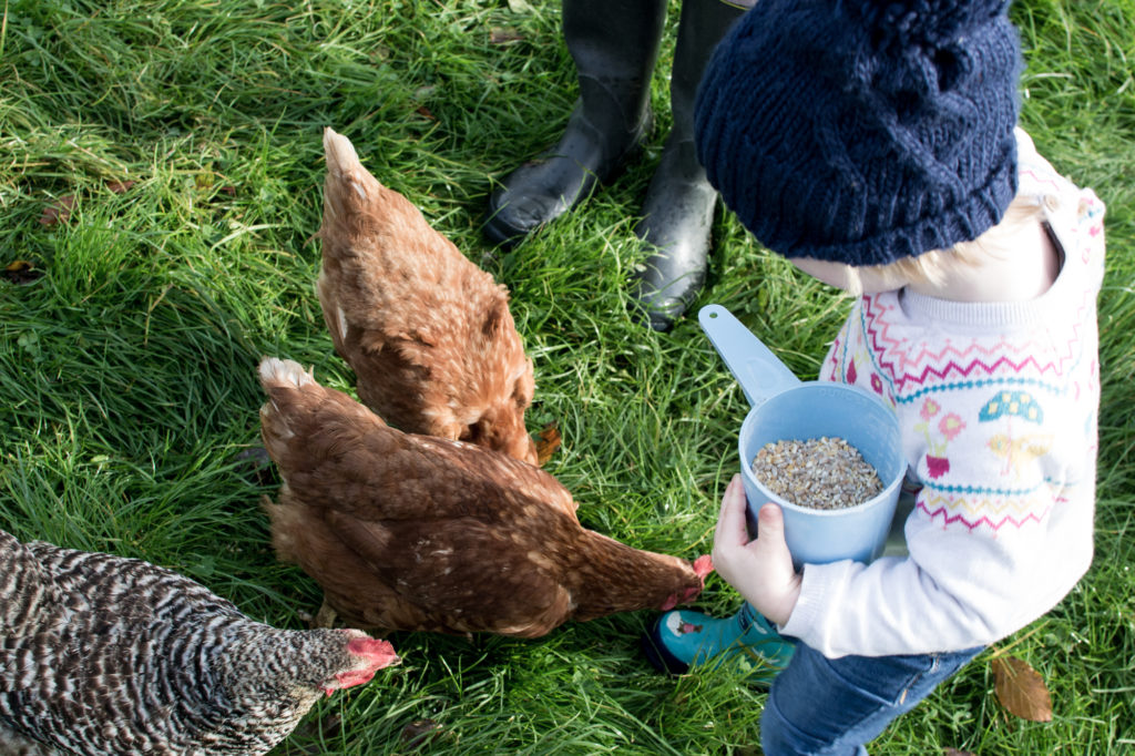 Lower Elsford Farm