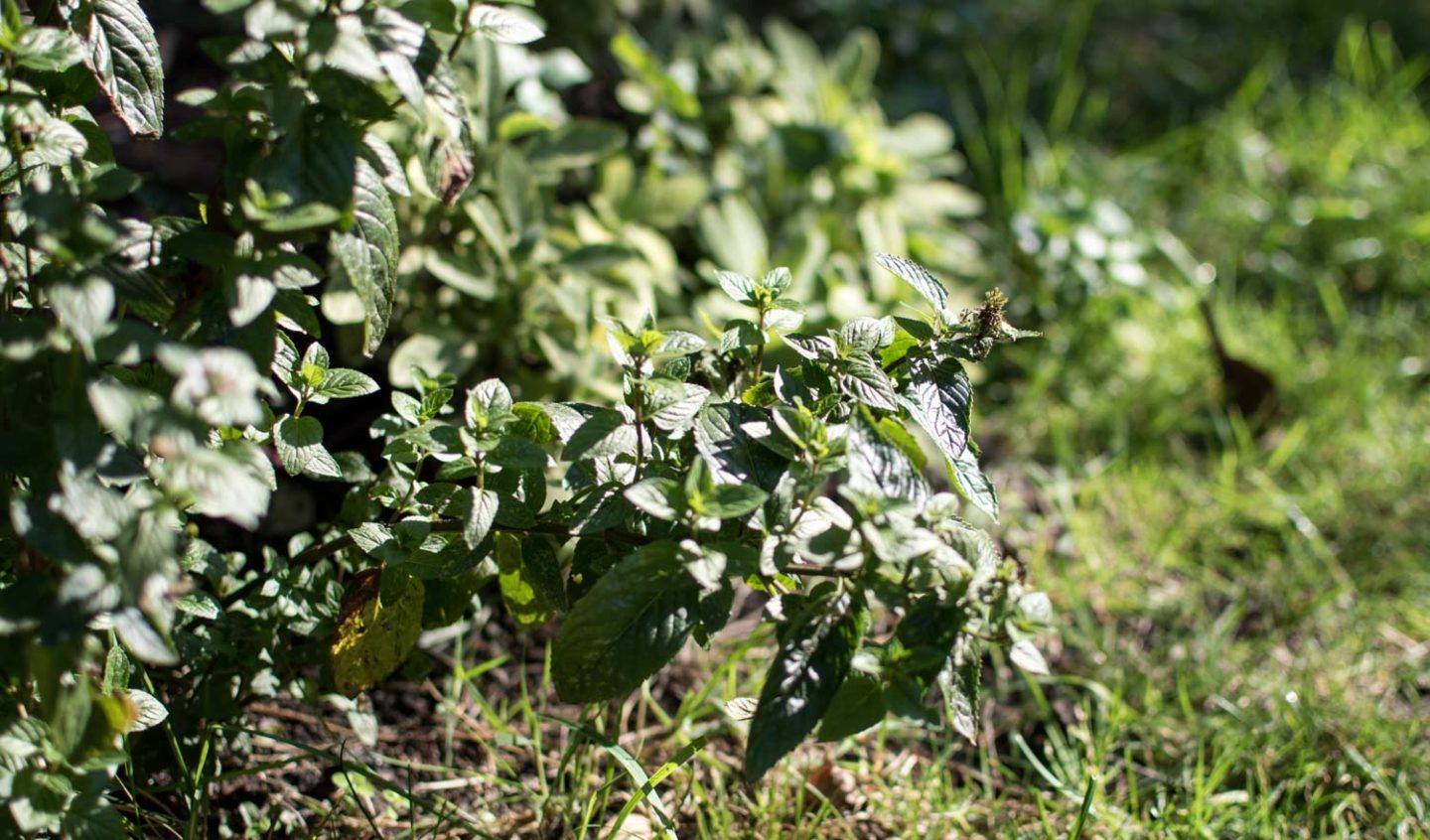 growing your own herbs is a great way of making your kitchen plastic free