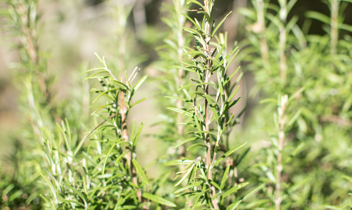 home grown rosemary, helps us keep our kitchen plastic free