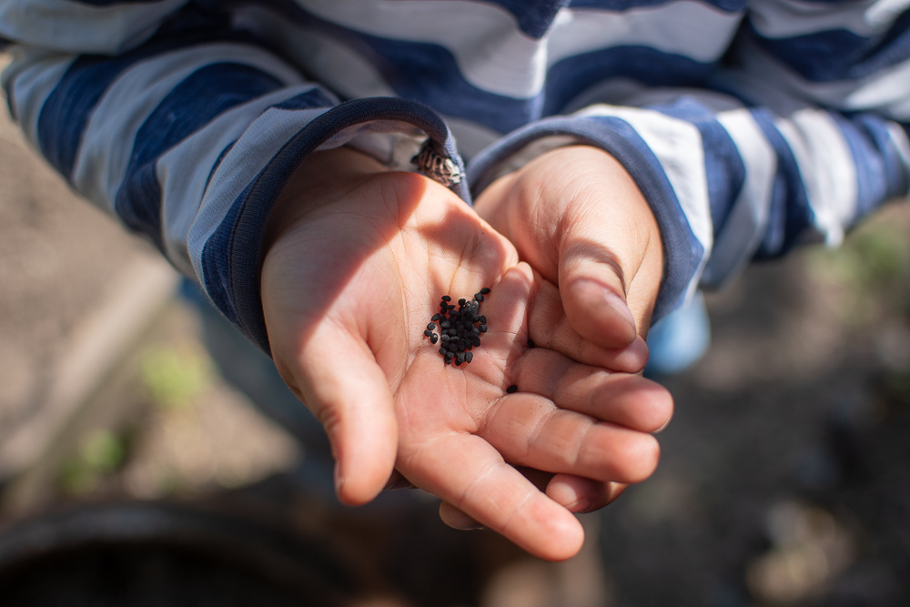 a child's hands with seeds in them, growing your own veg is a great way to make your home more sustainable 